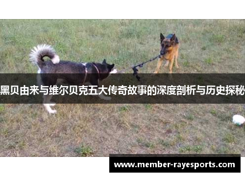 黑贝由来与维尔贝克五大传奇故事的深度剖析与历史探秘 黑贝由来与维尔贝克五大传奇故事的深度剖析与历史探秘